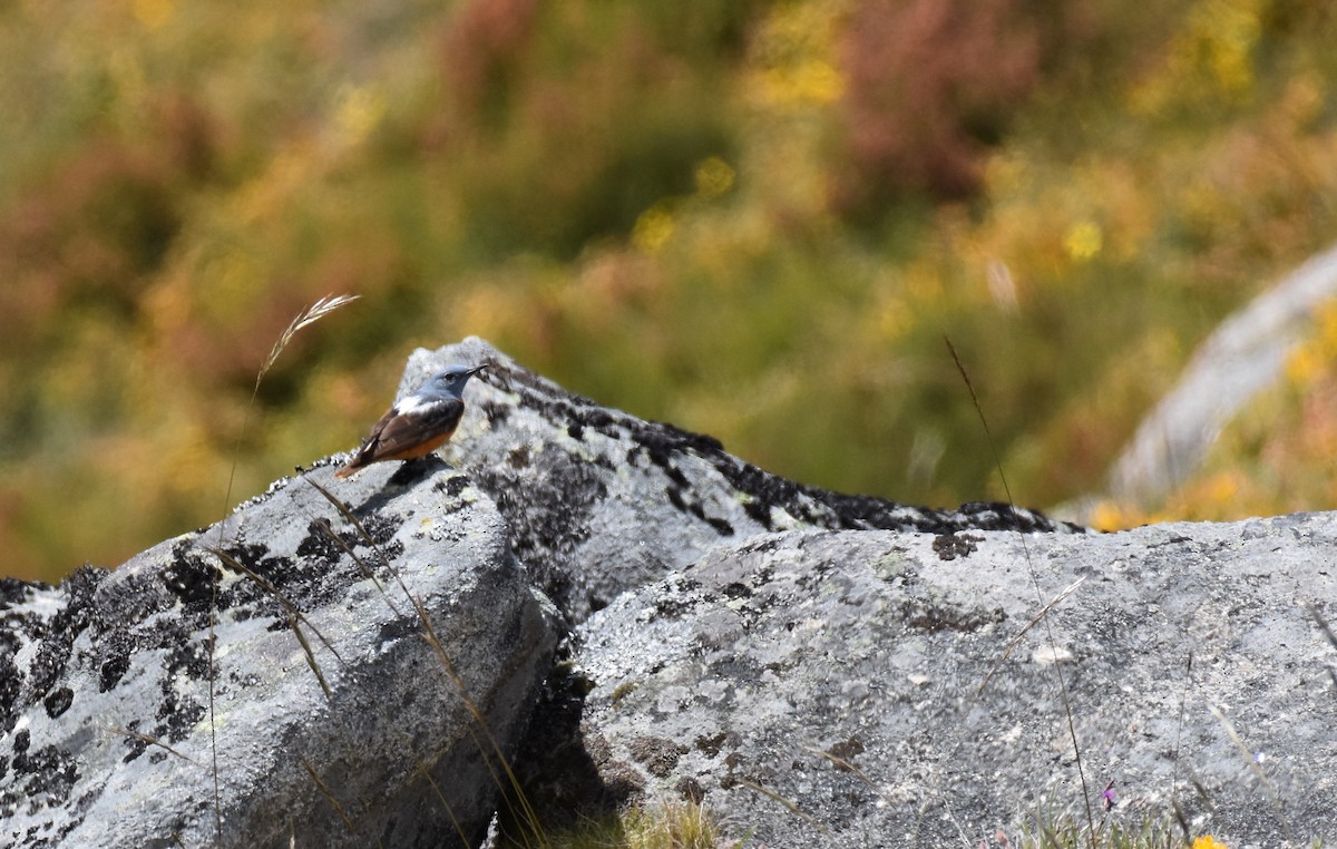 Rufous-tailed Rock-Thrush - ML164790741