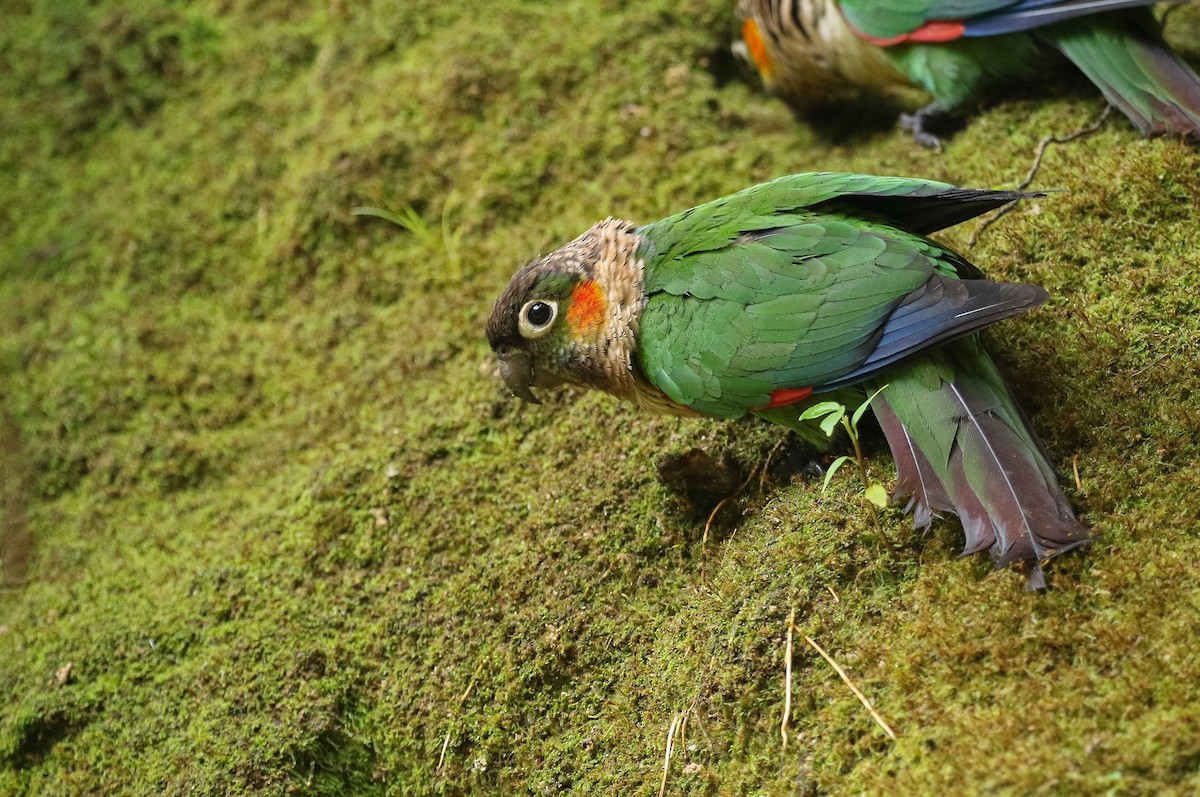 White-necked Parakeet - Ryan Zucker