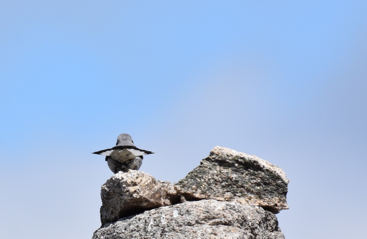 Northern Wheatear - ML164791011