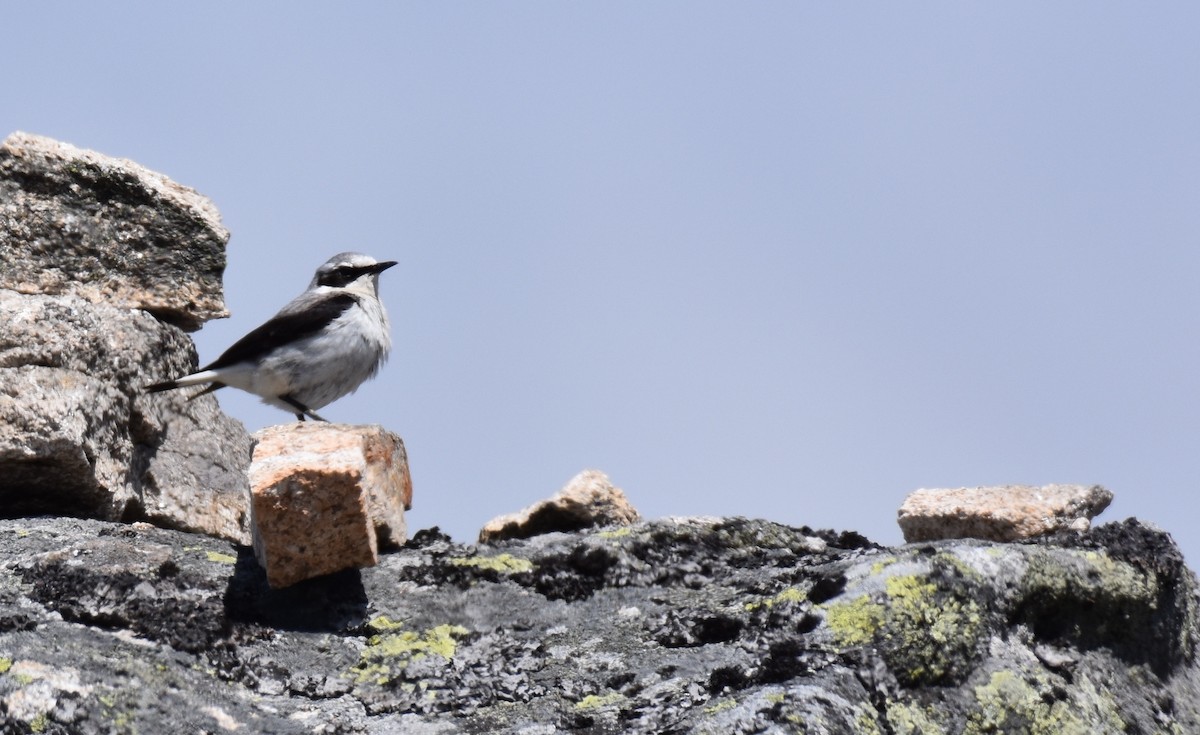 Northern Wheatear - ML164791021