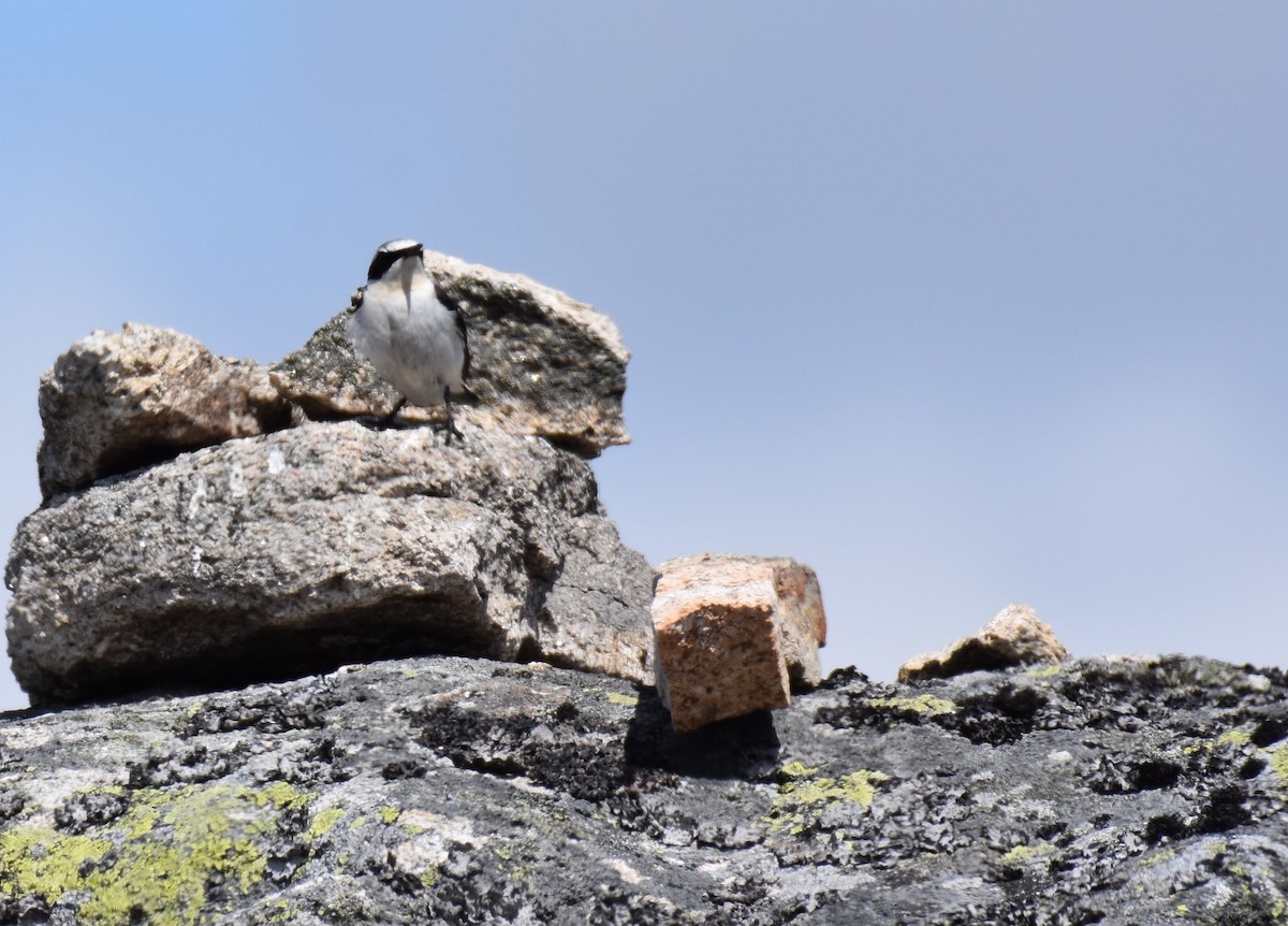 Northern Wheatear - ML164791051