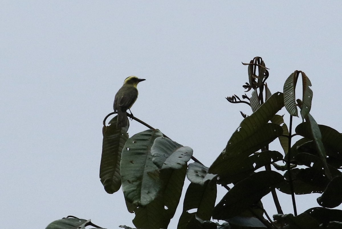 Lemon-browed Flycatcher - ML164791061