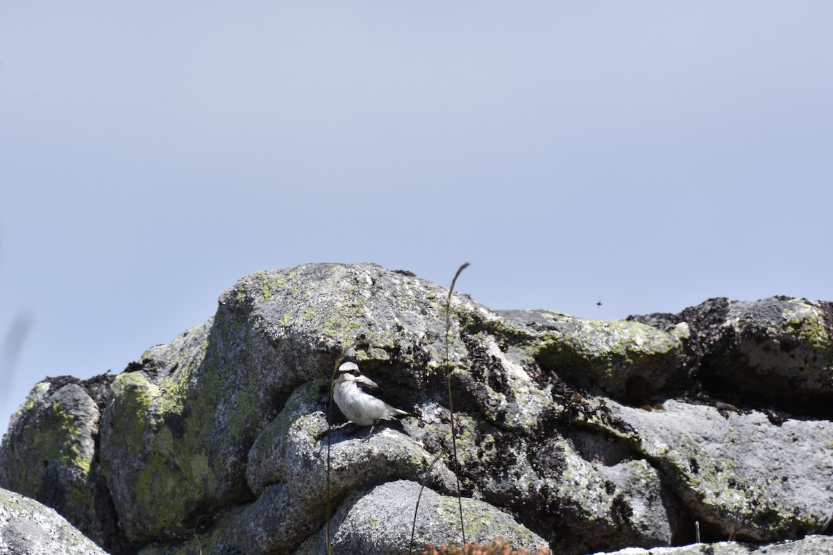 Northern Wheatear - ML164791071