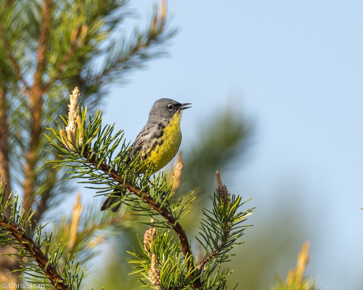 Kirtland's Warbler - ML164791351