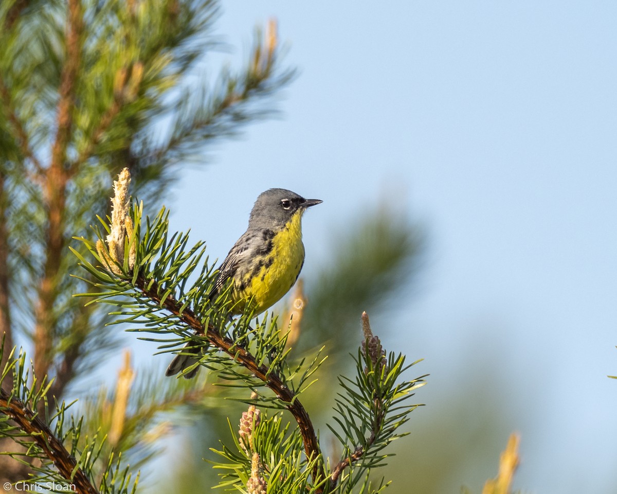 Kirtland's Warbler - Christopher Sloan