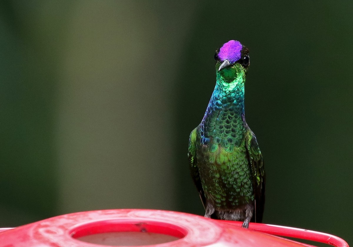 Violet-fronted Brilliant - Ryan Zucker