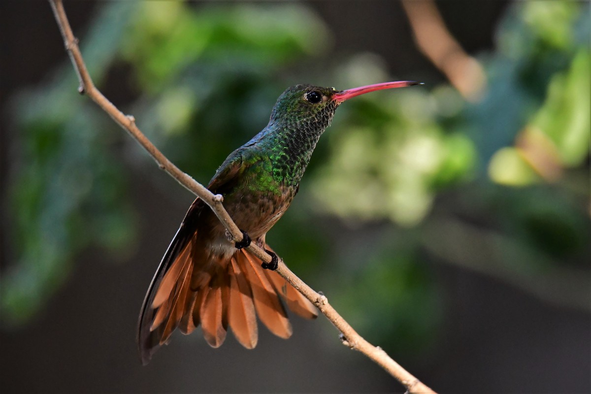 Buff-bellied Hummingbird - ML164791861