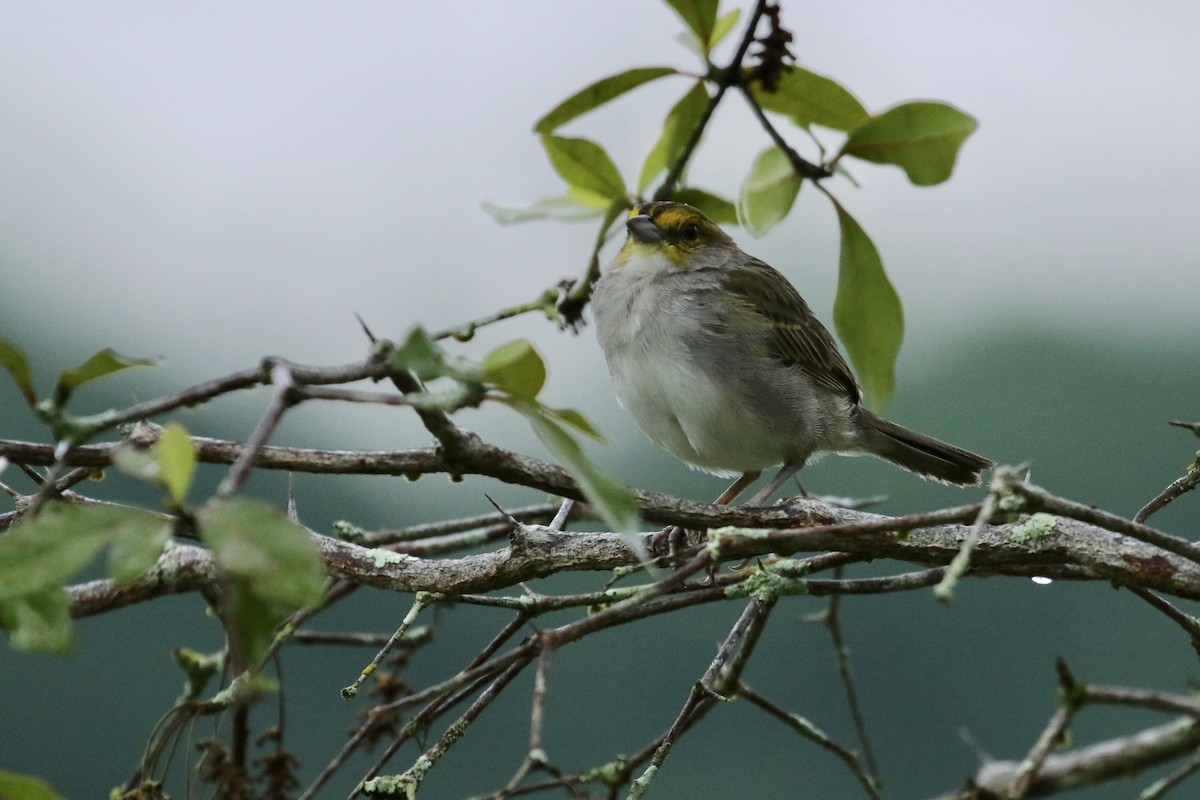 Yellow-browed Sparrow - ML164792021
