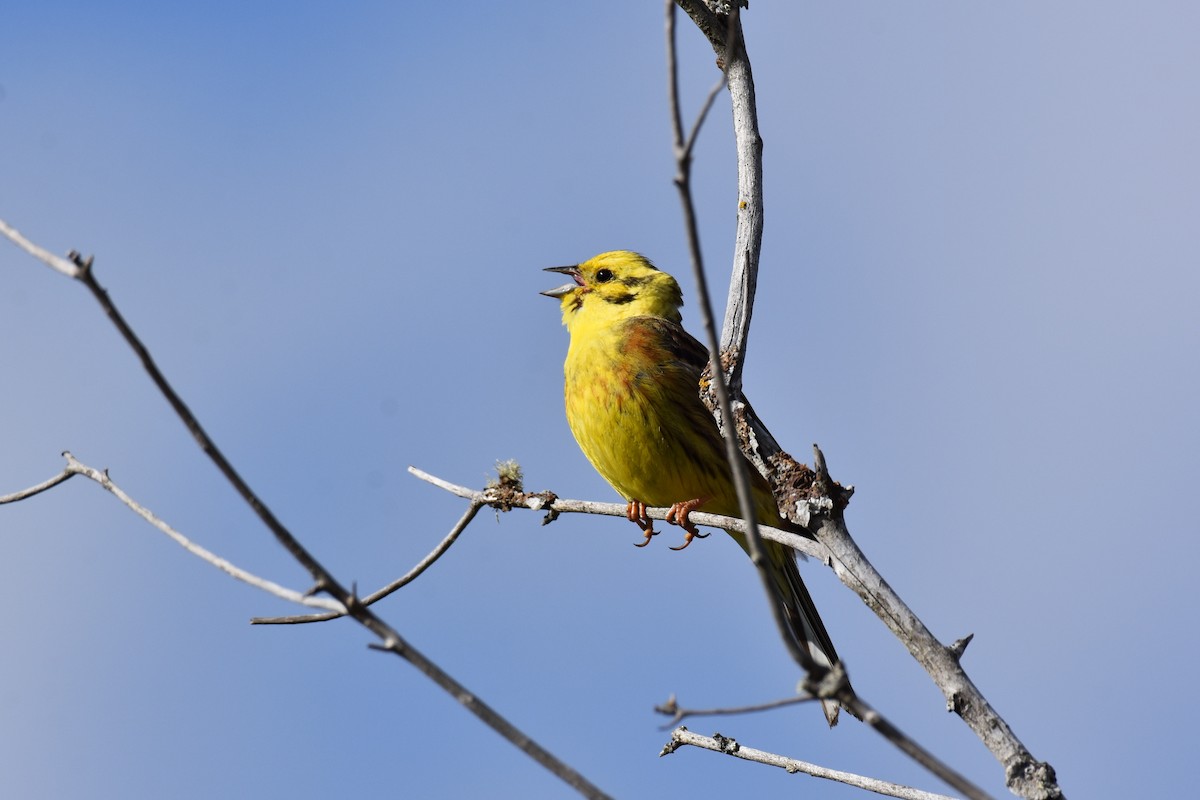 Yellowhammer - Jose Paulo Monteiro