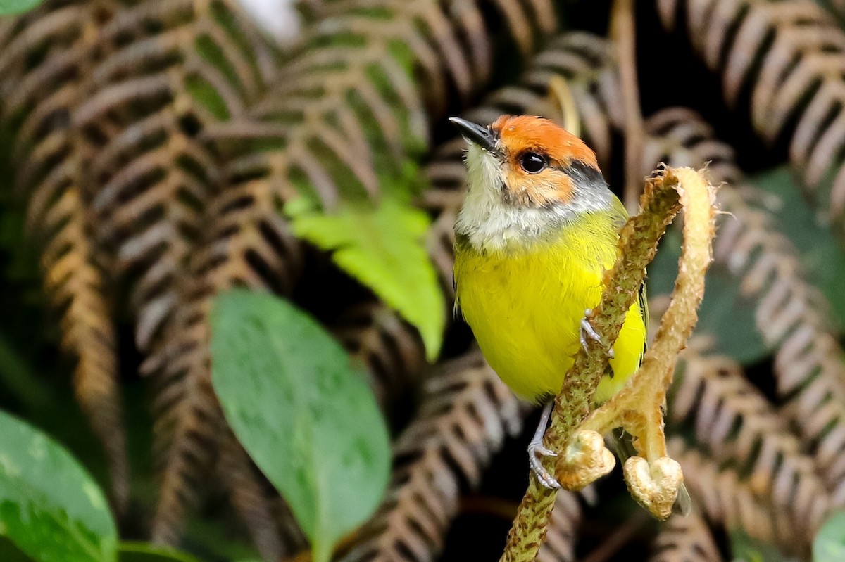 Rufous-crowned Tody-Flycatcher - ML164792541