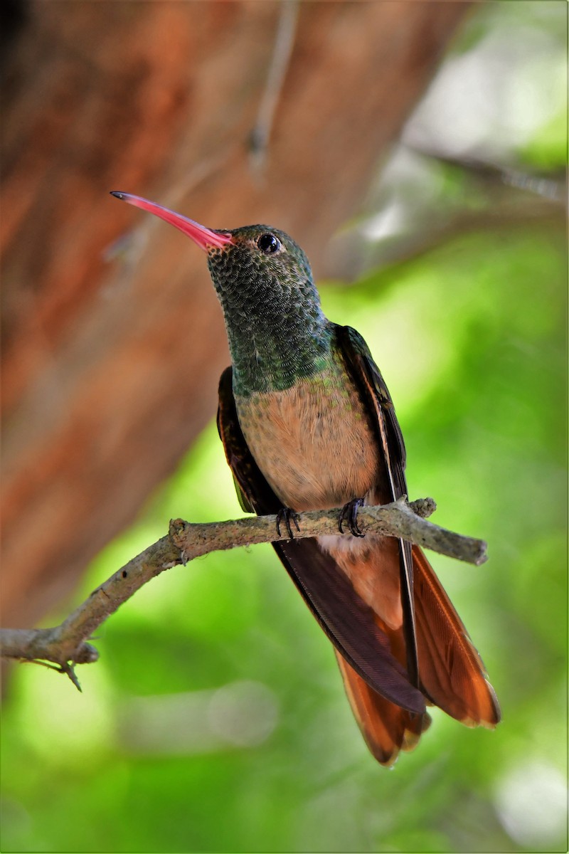 Buff-bellied Hummingbird - ML164792991