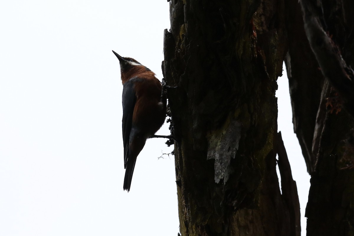 Giant Conebill - Ryan Zucker