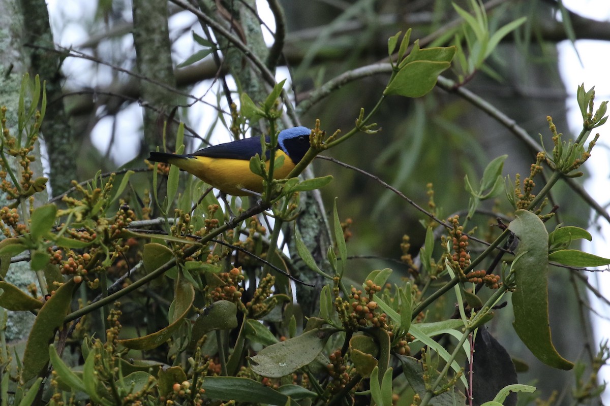 Golden-rumped Euphonia - Ryan Zucker