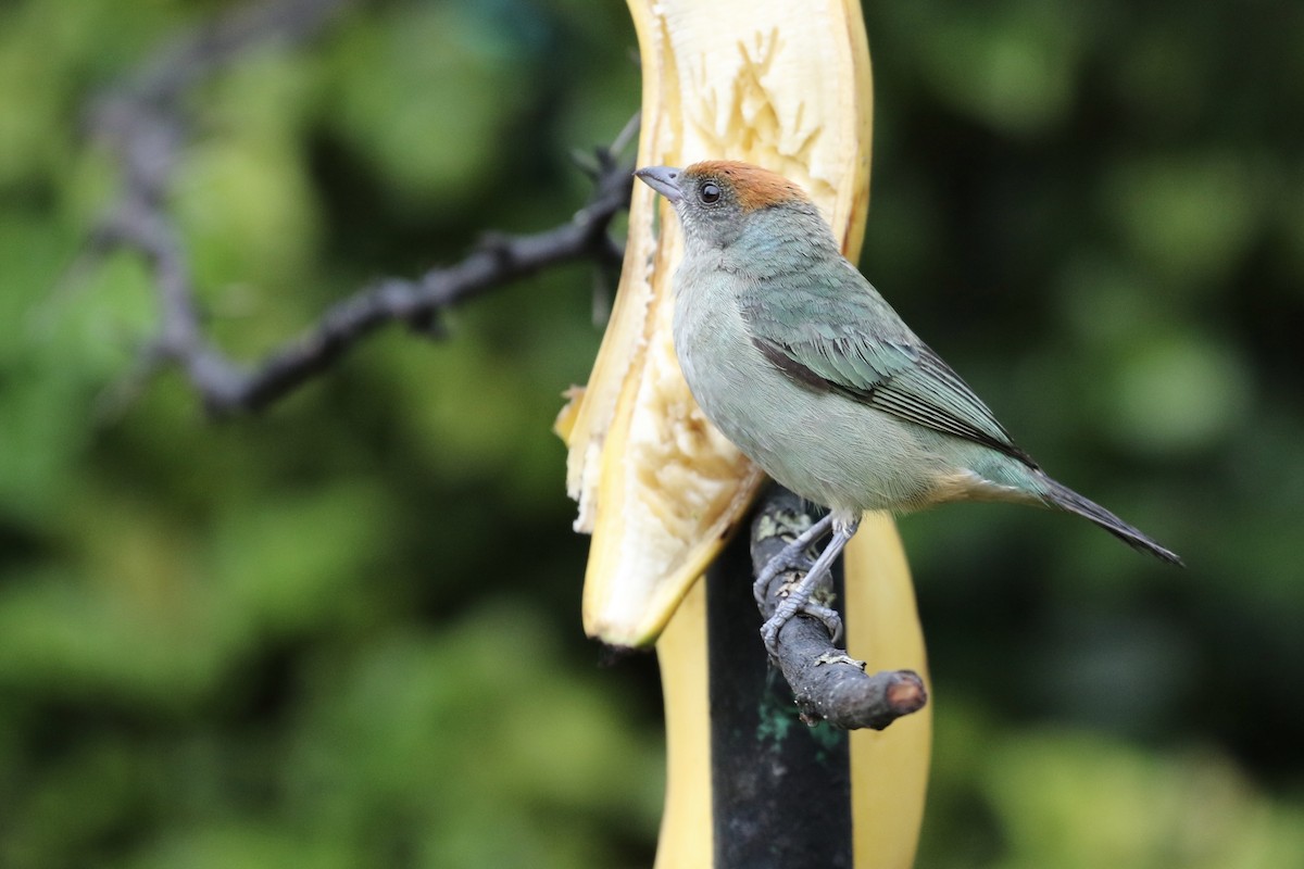 Scrub Tanager - Ryan Zucker