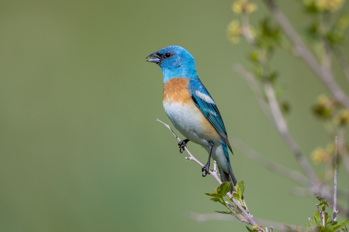 Lazuli Bunting - ML164794691