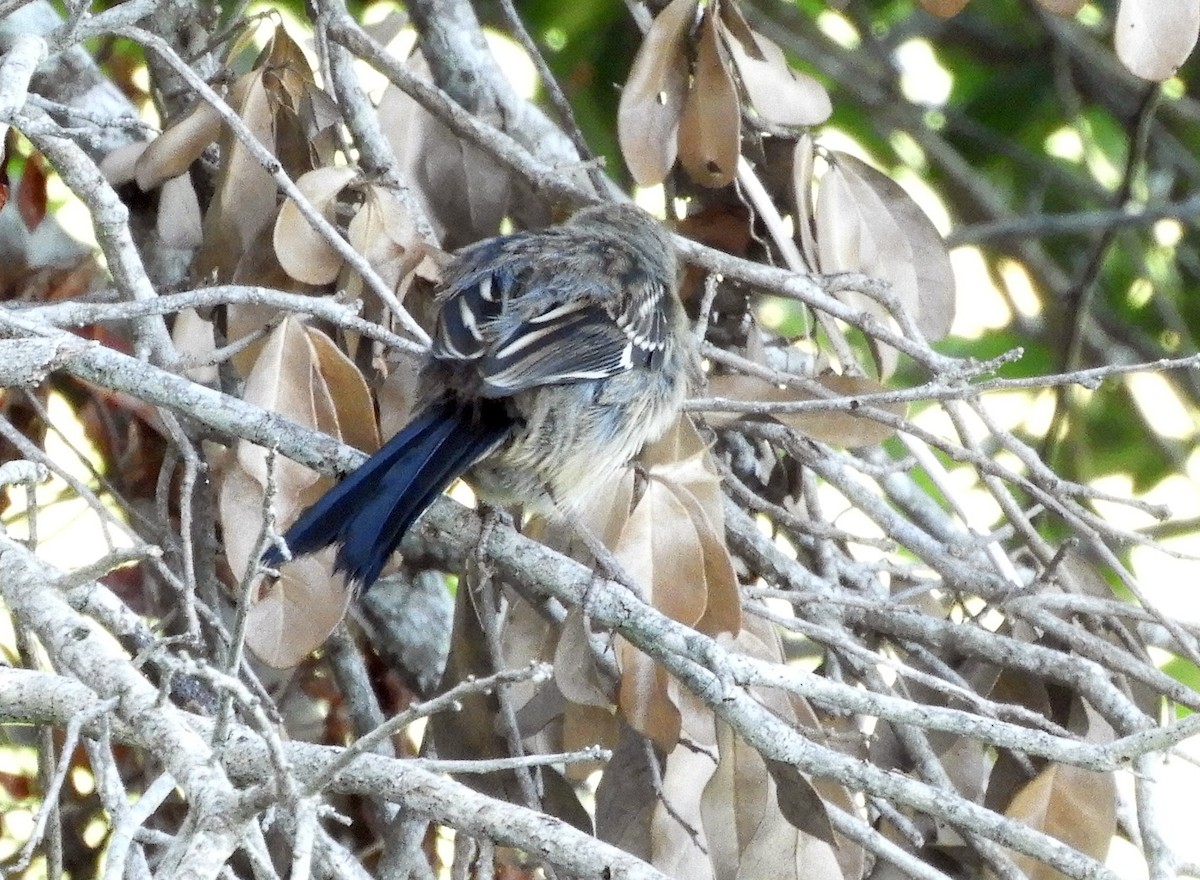 Eastern Towhee - ML164795781