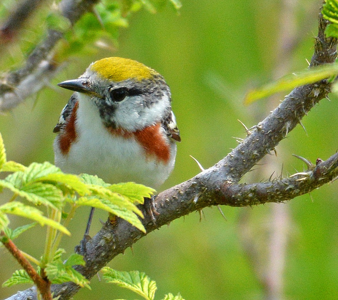 Chestnut-sided Warbler - ML164797871