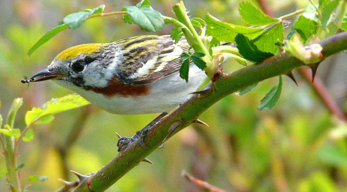 Chestnut-sided Warbler - ML164797891