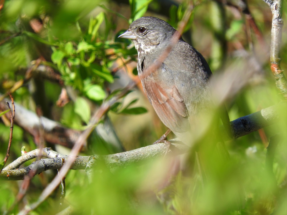 Fox Sparrow (Slate-colored) - ML164800691