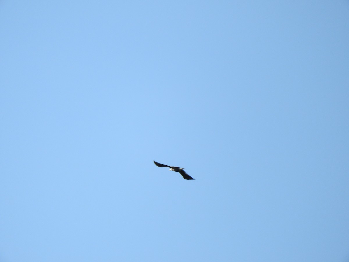 Clark's Nutcracker - ML164800791