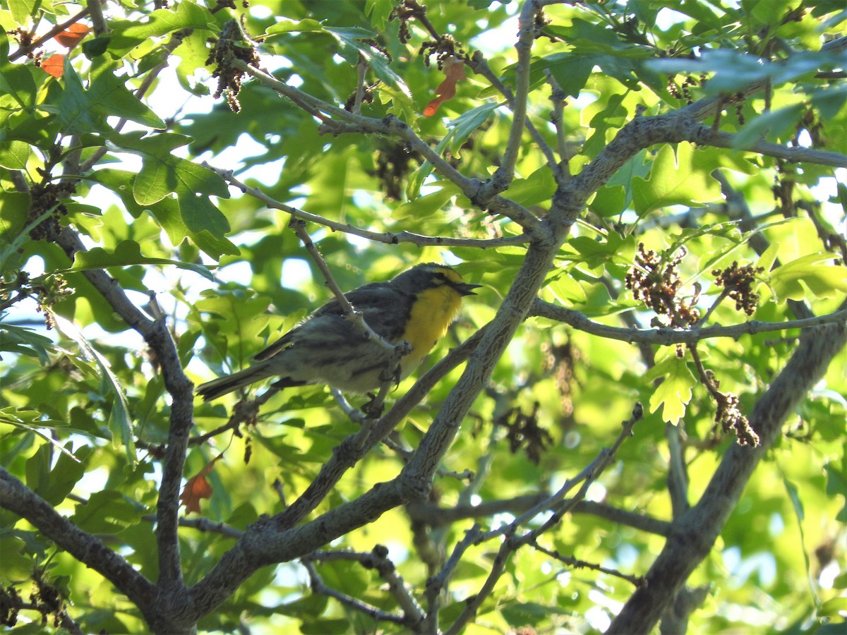 Grace's Warbler - ML164800861