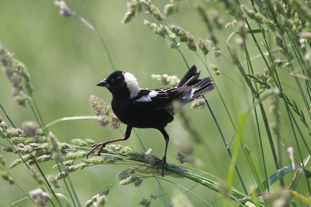 Bobolink - Patrick Sysiong