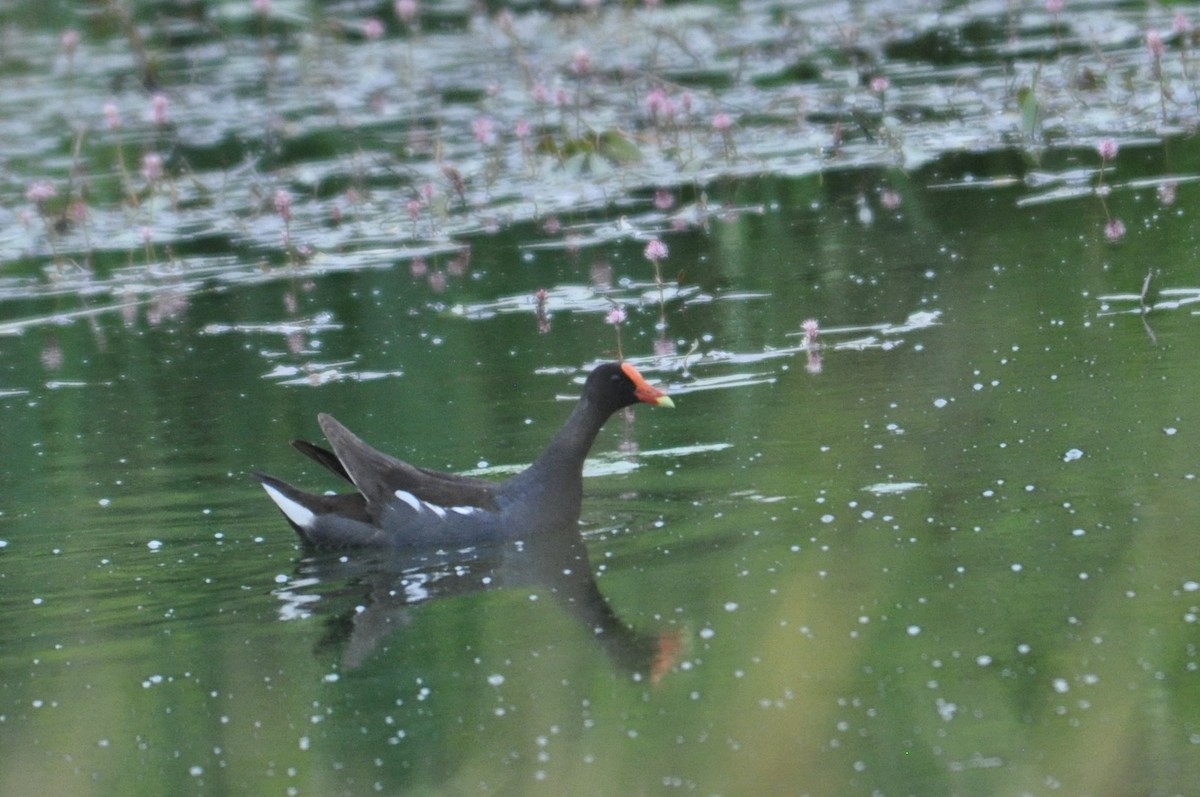 Common Gallinule - ML164801261