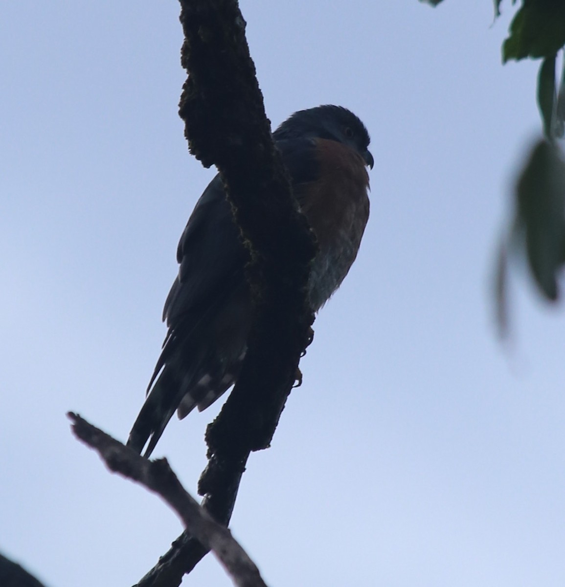 Double-toothed Kite - ML164801441