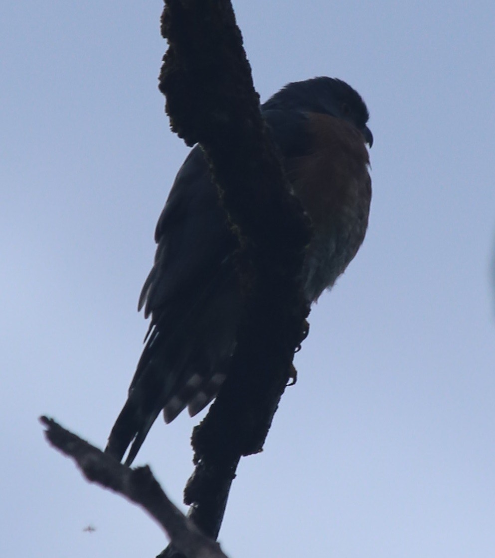 Double-toothed Kite - ML164801461