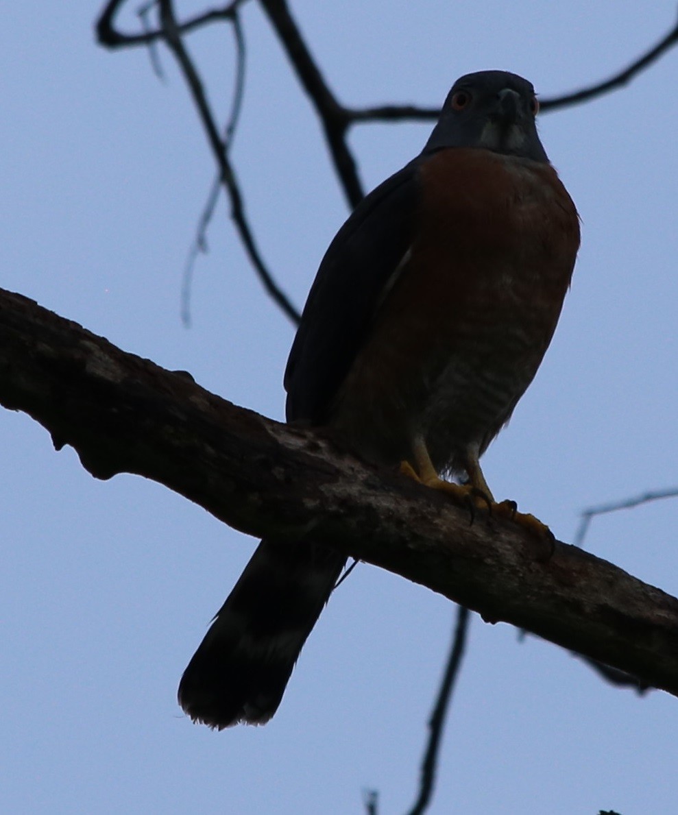 Double-toothed Kite - ML164801491