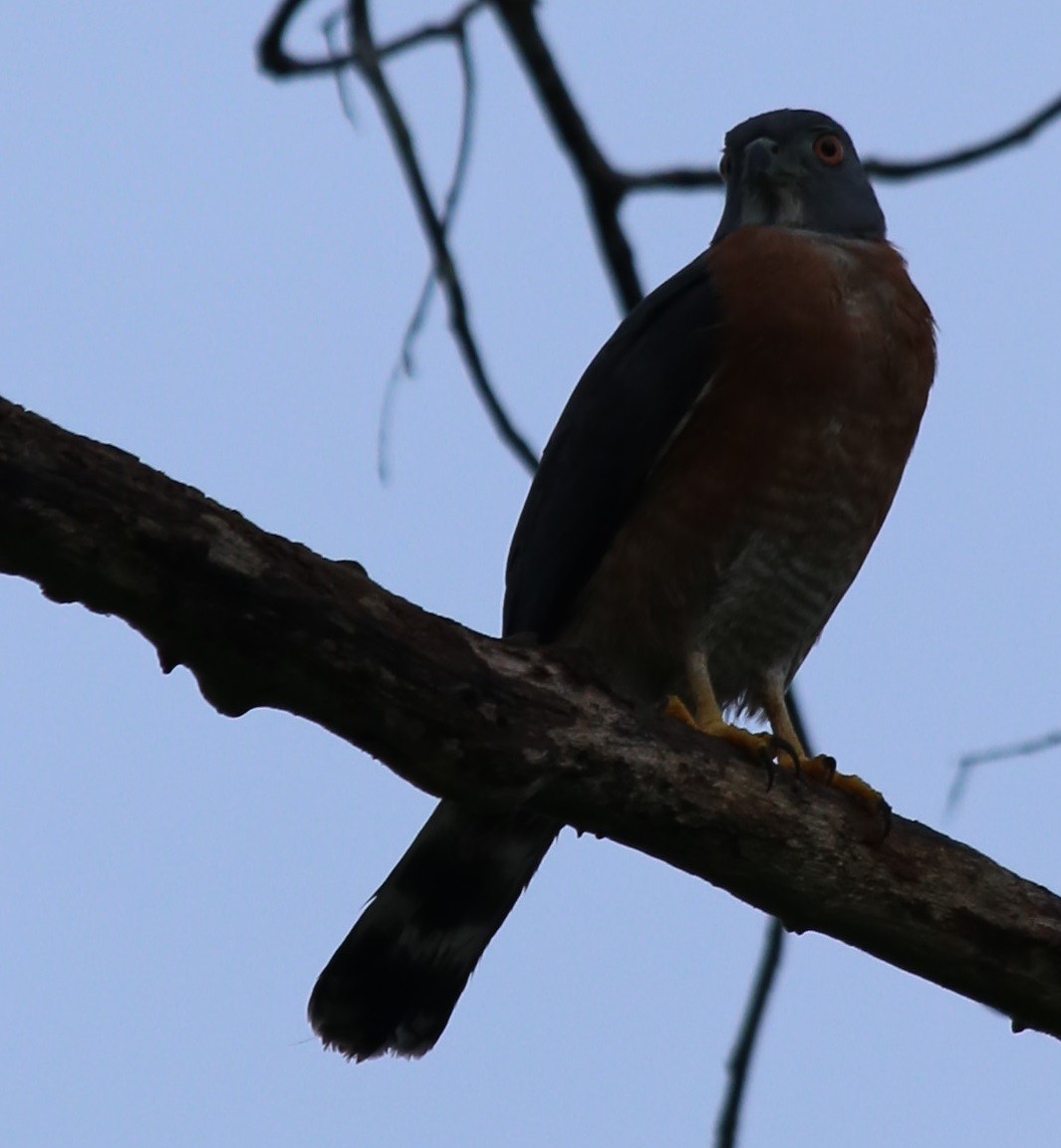 Double-toothed Kite - ML164801551