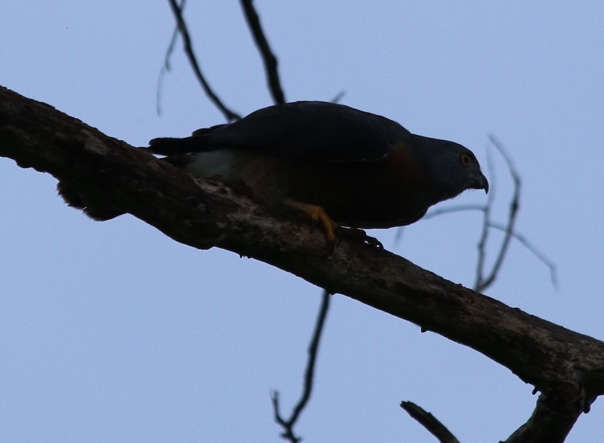 Double-toothed Kite - ML164801611