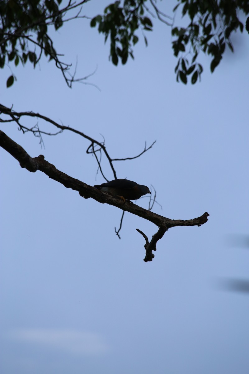 Double-toothed Kite - ML164801631