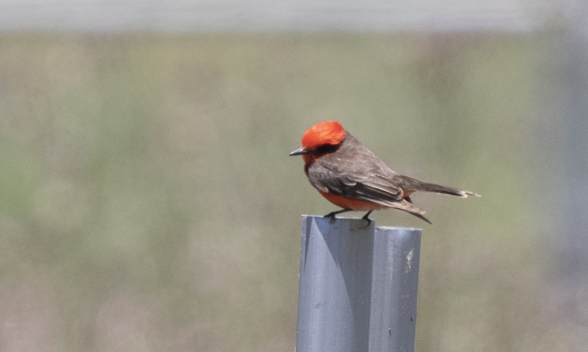 Vermilion Flycatcher - Brian Sullivan