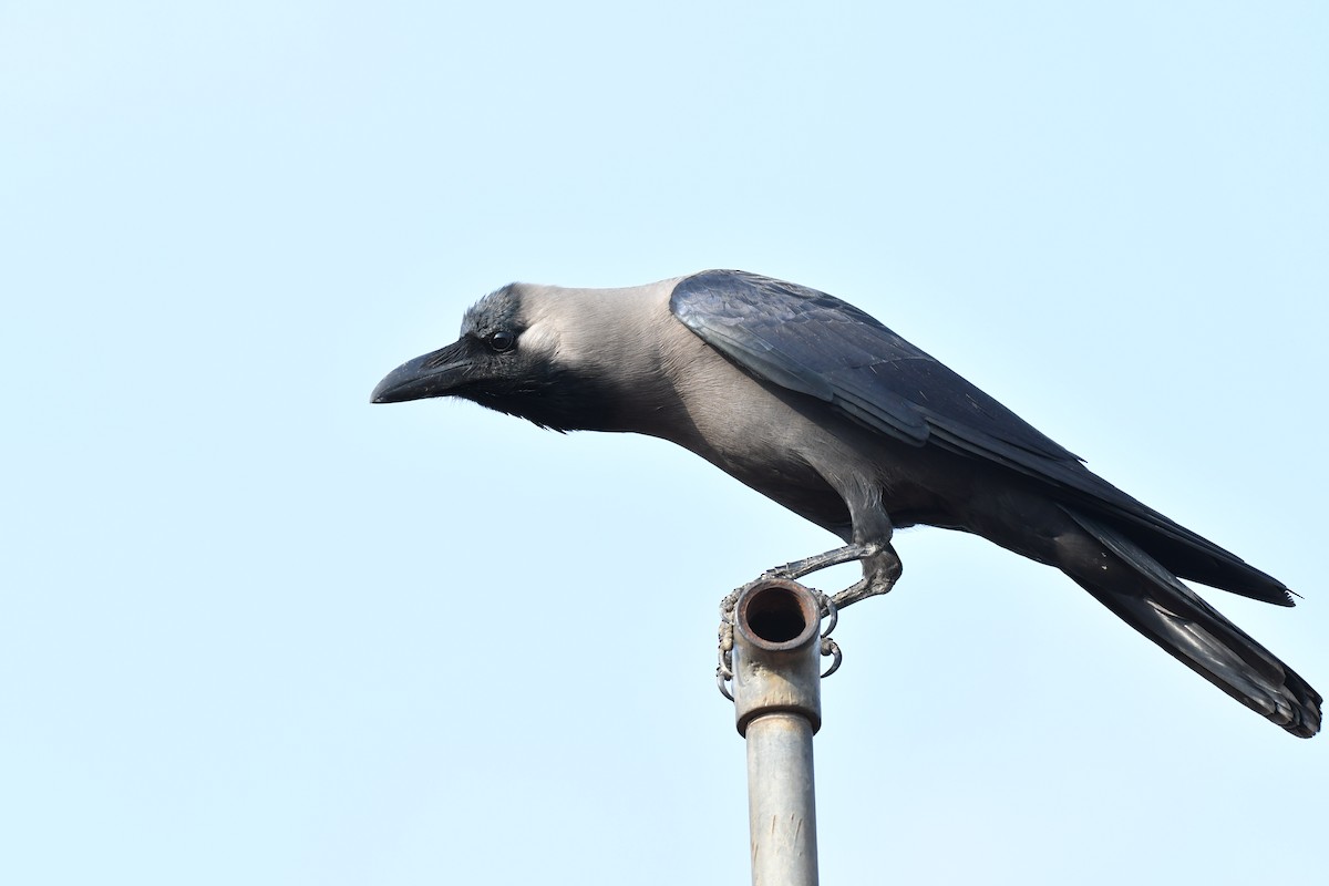 House Crow - ML164802321