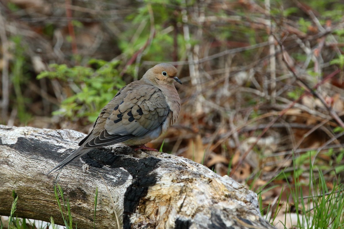 Mourning Dove - ML164802861