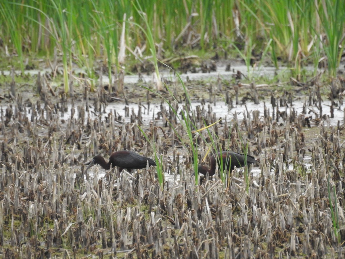 Glossy Ibis - Jack Coulter