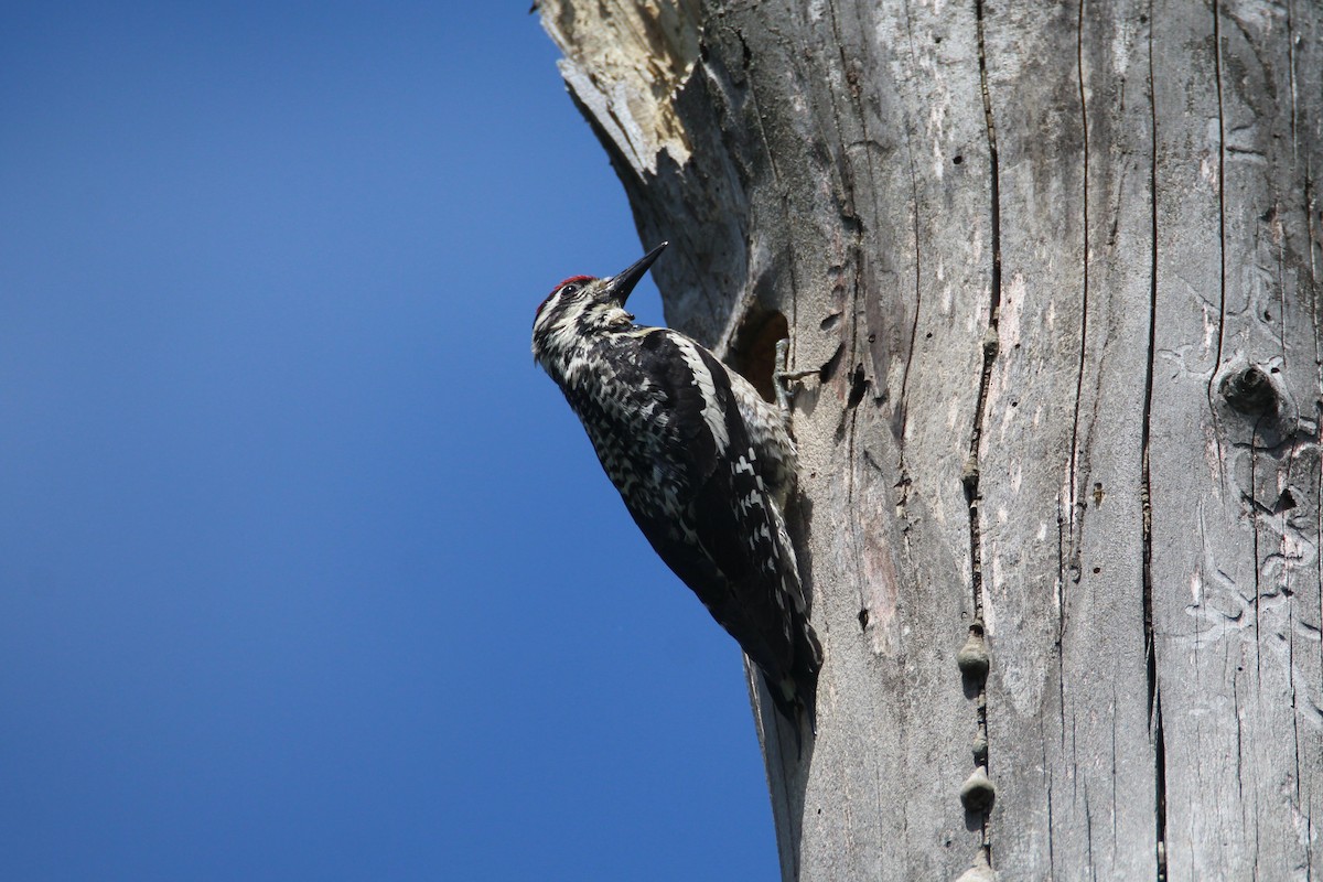 Yellow-bellied Sapsucker - Patrick Sysiong