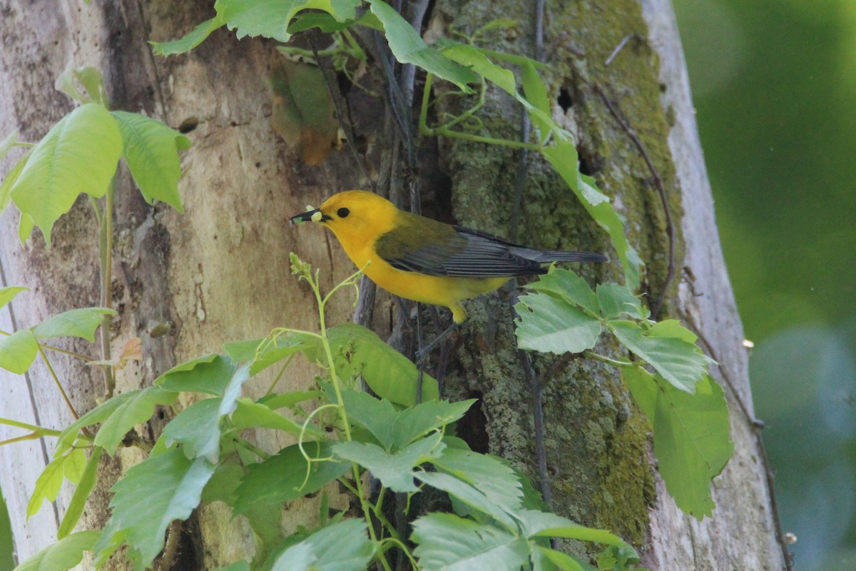 Prothonotary Warbler - Patrick Sysiong