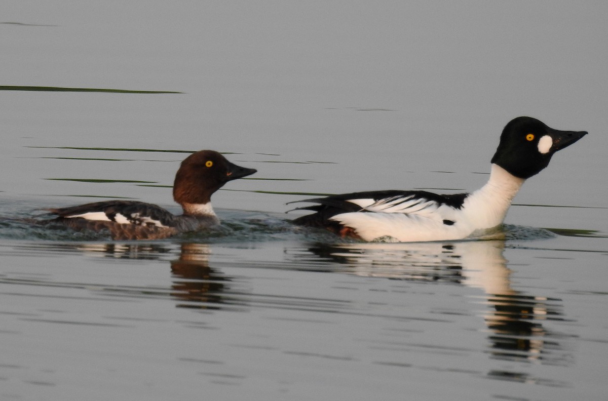 Common Goldeneye - Richard Klauke