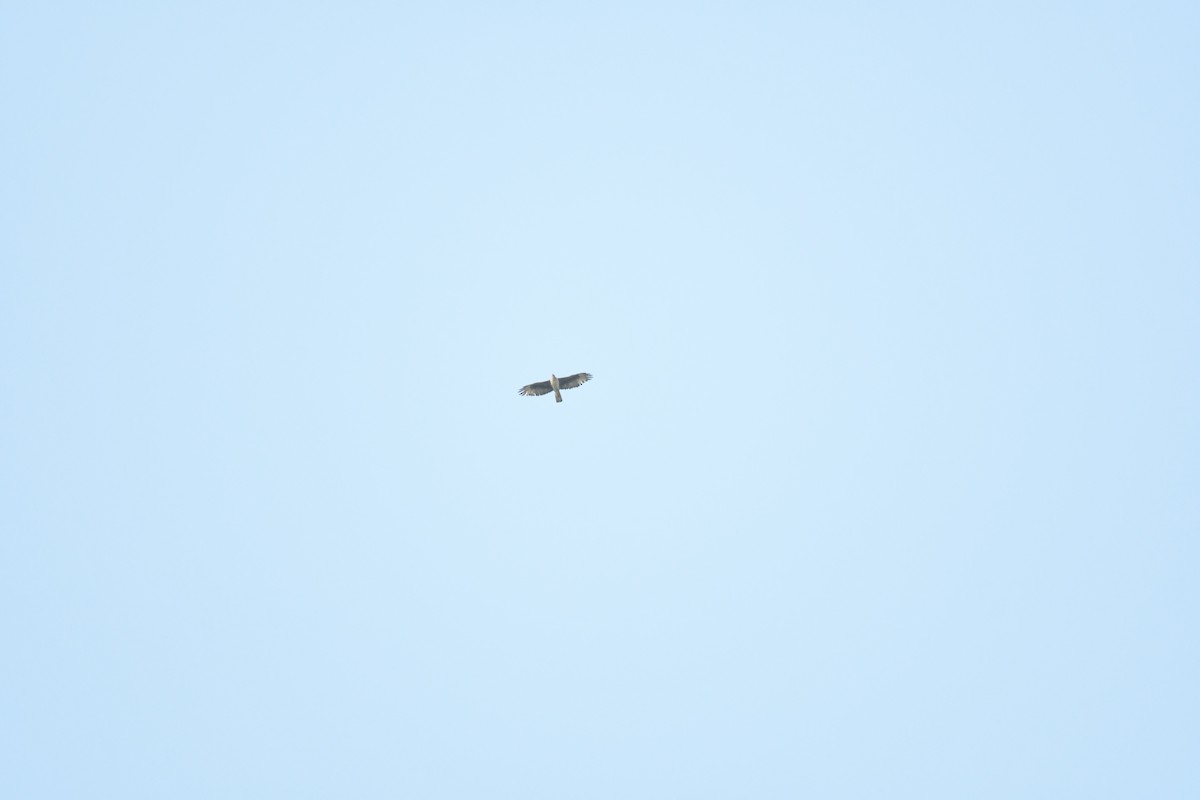 Bonelli's Eagle - ML164809751