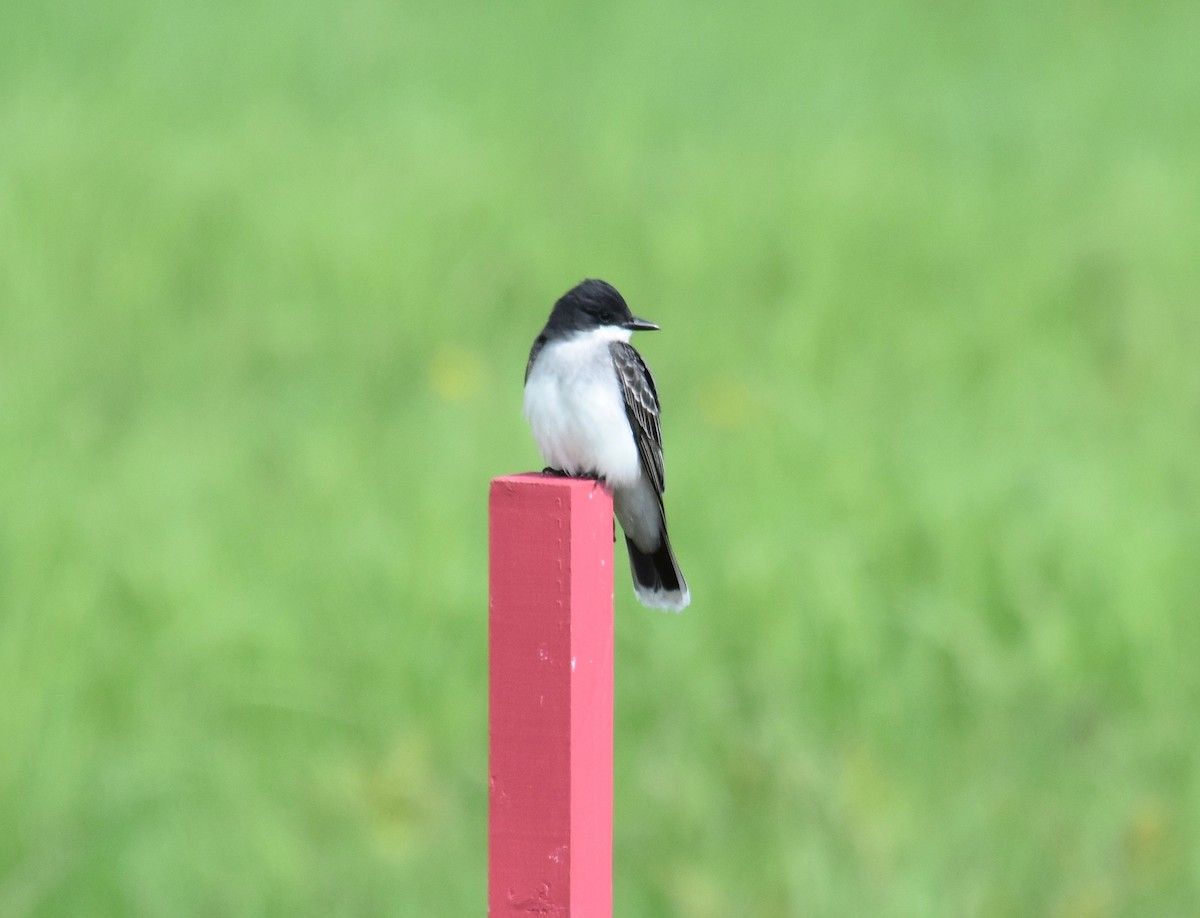 Eastern Kingbird - Scott Isherwood