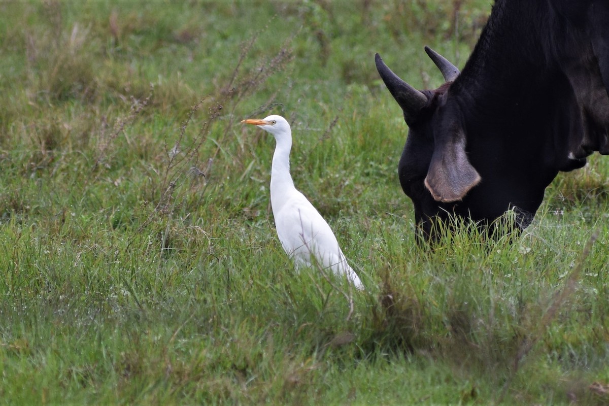 Kuhreiher - ML164812081
