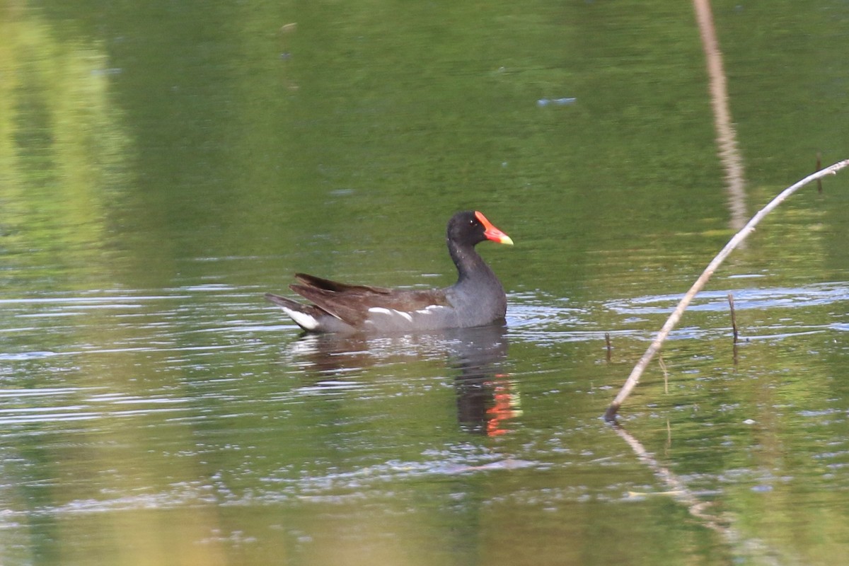 Common Gallinule - ML164812281