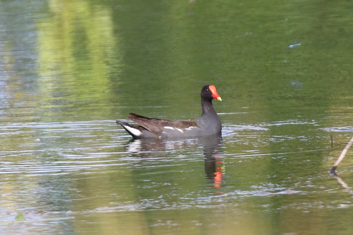 Common Gallinule - ML164815691