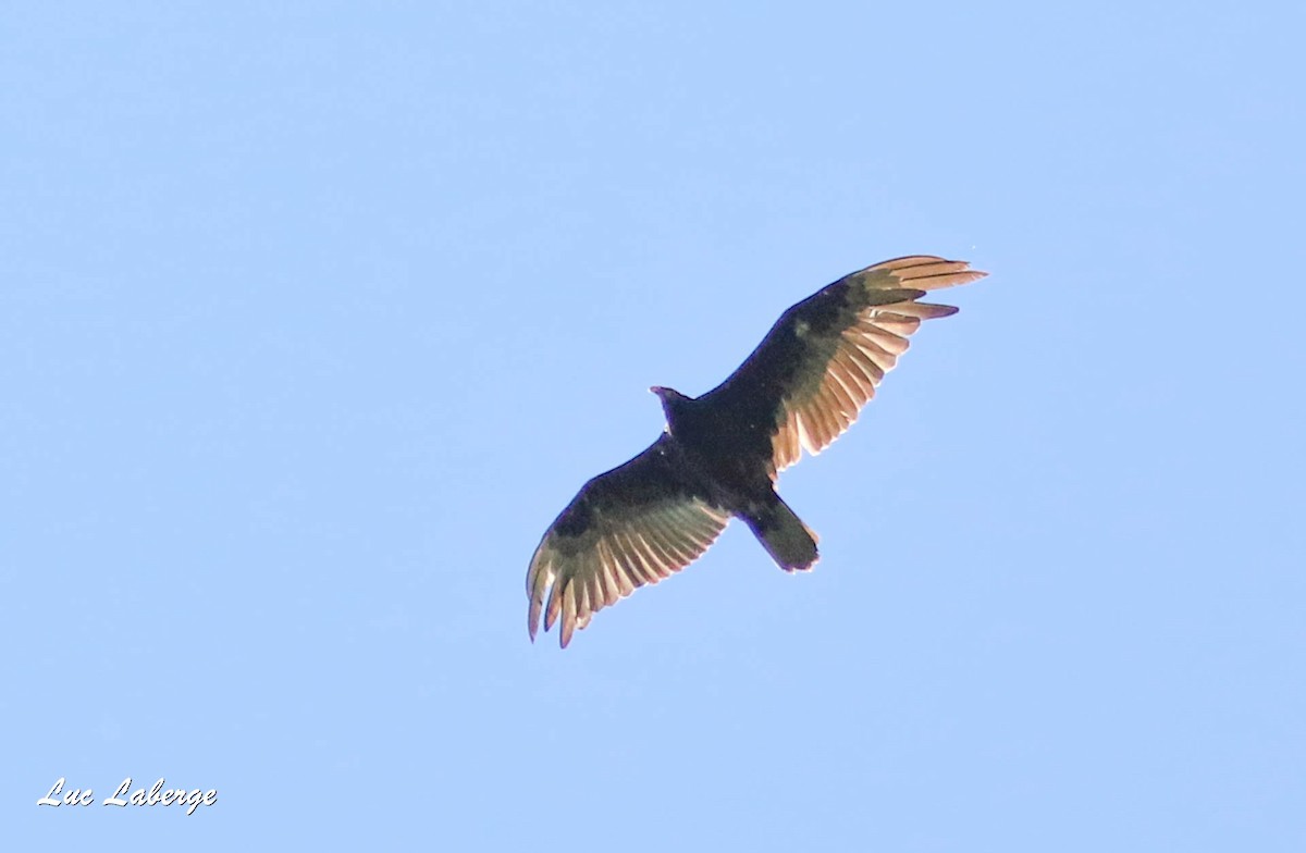 Turkey Vulture - ML164818241
