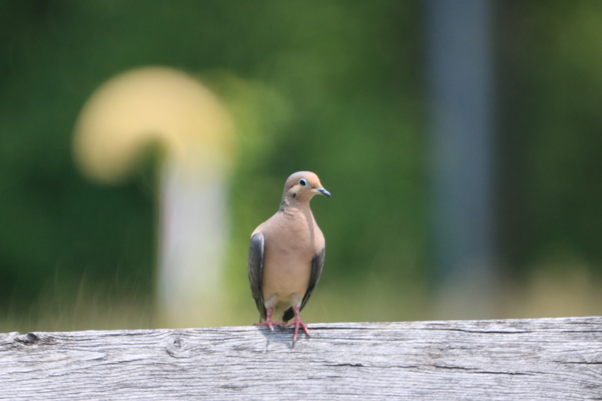 Mourning Dove - Chris Daly