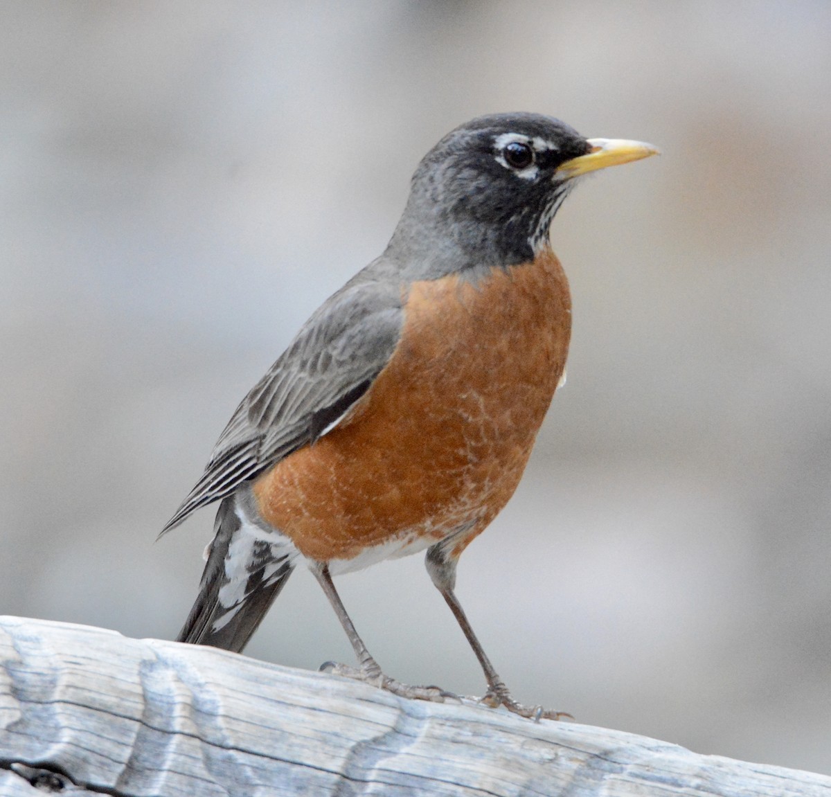 American Robin - ML164818791