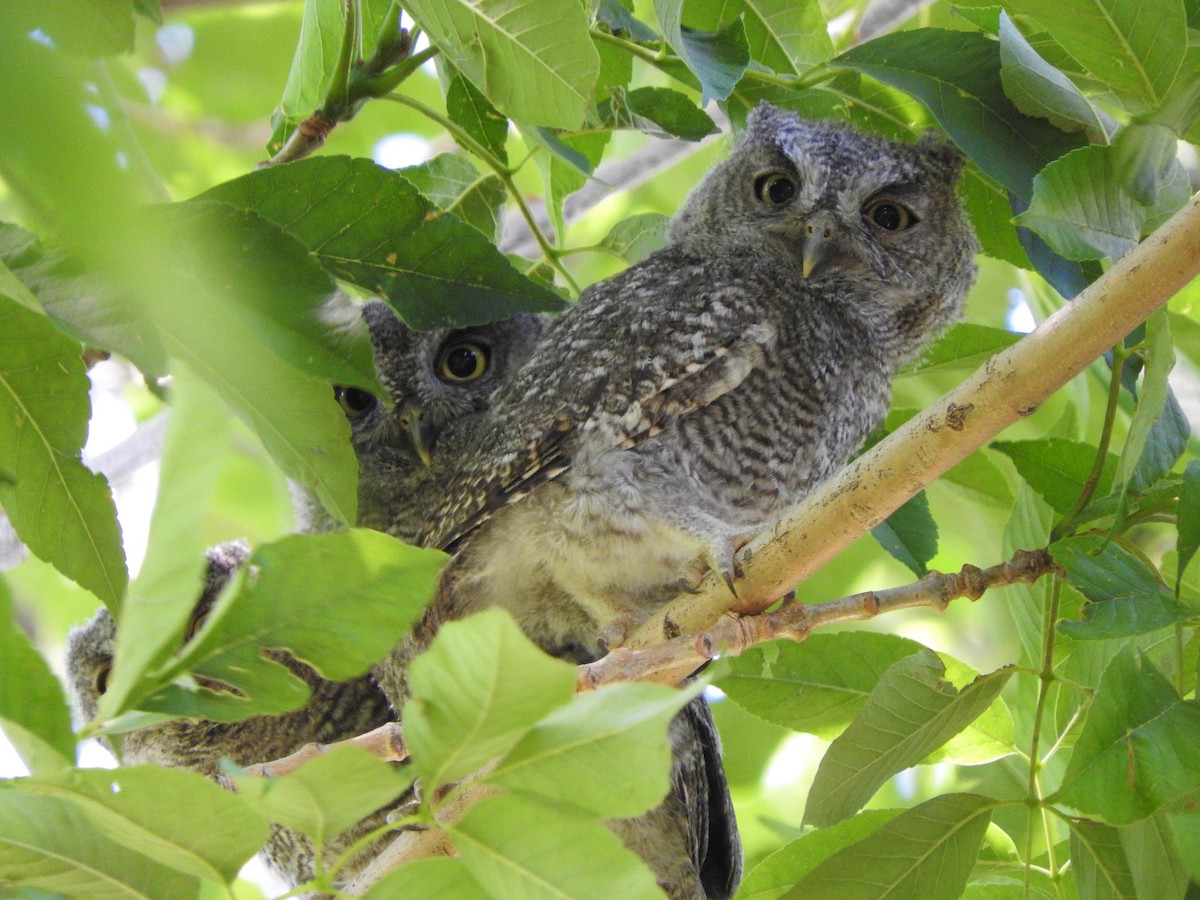 Western Screech-Owl - Aidan Coohill