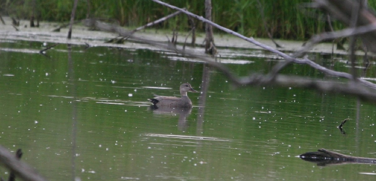 Gadwall - ML164820791